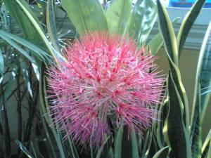 Bunga Desember/Blood Lily/Football Lily/Scadoxus multiflorus/Haemanthus multiflorus